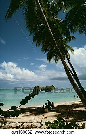 View of a scenic beach on a sunny day, Pigeon Point, Tobago, Caribbean View Large Photo Image Stock Image - View of a scenic beach on a sunny day, Pigeon Point, Tobago, Caribbean. Fotosearch