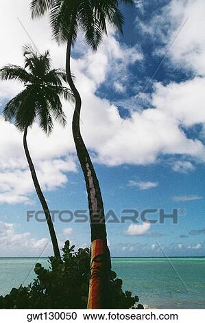 View of palm trees on a scenic beach, Pigeon Point, Tobago, Caribbean View Large Photo Image Stock Image - View of palm trees on a scenic beach, Pigeon Point, Tobago, Caribbean. Fotosearch