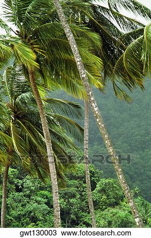 View of palm trees on a windy day with dense forest in the background, Trinidad View Large Photo Image Stock Image - View of palm trees on a windy day with dense forest in the background, Trinidad. Fotosearch