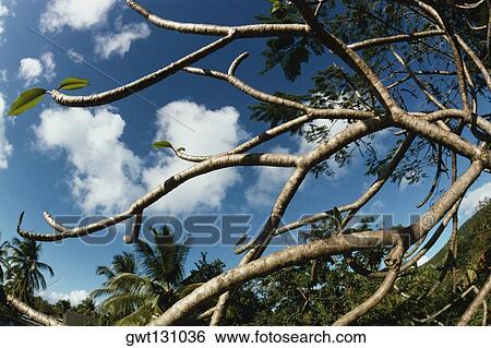 Stock Photograph - Blue sky seen through the branches of an old tree, U. S. Virgin Islands. Fotosearch