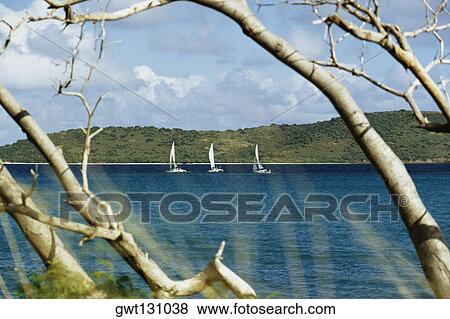 Sailboats sailing off a coast, St. Croix, U. S. Virgin Islands View Large Photo Image Stock Photo - Sailboats sailing off a coast, St. Croix, U. S. Virgin Islands. Fotosearch