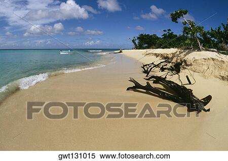 Scenic beach, Buck Island, St. Croix, U. S. Virgin Islands View Large Photo Image Stock Photography - Scenic beach, Buck Island, St. Croix, U. S. Virgin Islands. Fotosearch