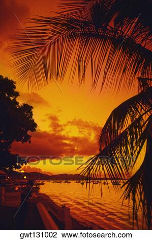 Silhouette of palm trees along the ocean at sunset, St. Thomas, U. S. Virgin Islands View Large Photo Image Stock Image - Silhouette of palm trees along the ocean at sunset, St. Thomas, U. S. Virgin Islands. Fotosearch
