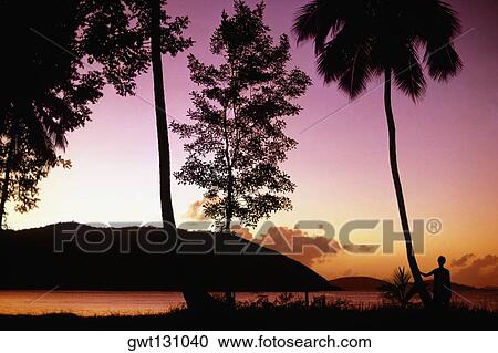 Silhouette of trees at sunset, St. John, St. Croix, U. S. Virgin Islands View Large Photo Image Stock Image - Silhouette of trees at sunset, St. John, St. Croix, U. S. Virgin Islands. Fotosearch