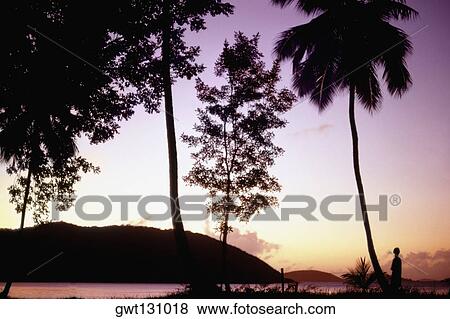 Silhouette of trees at sunset, U. S. Virgin Islands View Large Photo Image Stock Photo - Silhouette of trees at sunset, U. S. Virgin Islands. Fotosearch