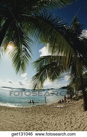 Tourists on a beach amidst palm trees, U. S. Virgin Islands View Large Photo Image Stock Photograph - Tourists on a beach amidst palm trees, U. S. Virgin Islands. Fotosearch