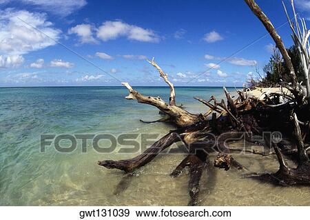 Tree trunks at a coastline, Buck Islands, St. Croix, U. S. Virgin Islands View Large Photo Image Stock Photo - Tree trunks at a coastline, Buck Islands, St. Croix, U. S. Virgin Islands. Fotosearch