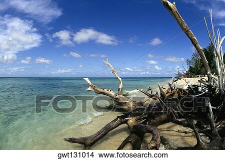 Tree trunks at a seashore, Buck Island, St. Croix, U. S. Virgin Islands View Large Photo Image Picture - Tree trunks at a seashore, Buck Island, St. Croix, U. S. Virgin Islands. Fotosearch