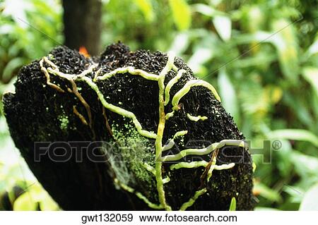 Germination of a tropical flora, St. Lucia View Large Photo Image Stock Photo - Germination of a tropical flora, St. Lucia. Fotosearch