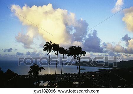 Palm trees are seen against tropical cloud formation on the island of St. Lucia View Large Photo Image Stock Photograph - Palm trees are seen against tropical cloud formation on the island of St. Lucia. Fotosearch