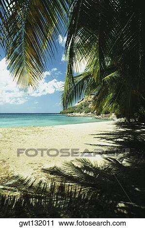 View of a calm sea from a canopy of palm fronds, St. Lucia View Large Photo Image Stock Image - View of a calm sea from a canopy of palm fronds, St. Lucia. Fotosearch