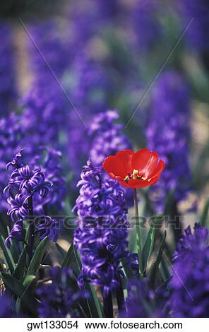 Close-up of a red flower, Amsterdam, Netherlands View Large Photo Image Picture - Close-up of a red flower, Amsterdam, Netherlands. Fotosearch