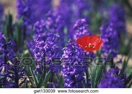 Close-up of a red flower in a field, Amsterdam, Netherlands View Large Photo Image Stock Photo - Close-up of a red flower in a field, Amsterdam, Netherlands. Fotosearch