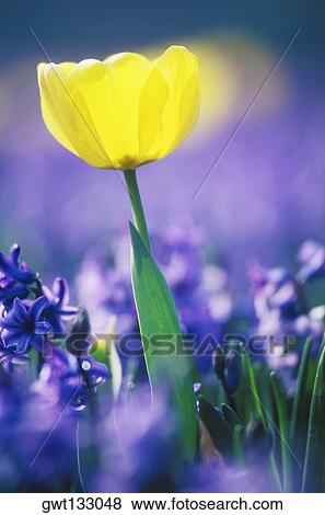 Close-up of a yellow flower, Amsterdam, Netherlands View Large Photo Image Stock Photo - Close-up of a yellow flower, Amsterdam, Netherlands. Fotosearch