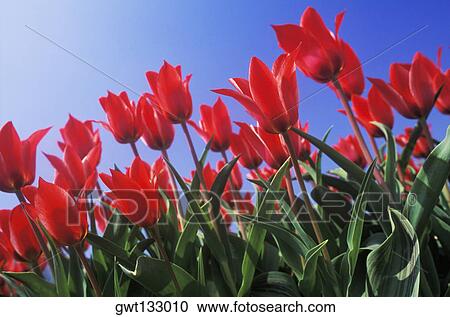 Close-up of flowers, Amsterdam, Netherlands View Large Photo Image Stock Image - Close-up of flowers, Amsterdam, Netherlands. Fotosearch