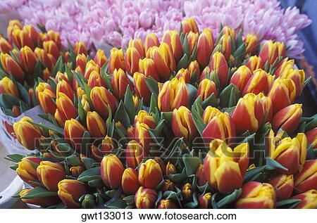Close-up of flowers, Amsterdam, Netherlands View Large Photo Image Stock Image - Close-up of flowers, Amsterdam, Netherlands. Fotosearch