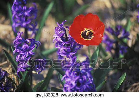 Close-up of flowers, Amsterdam, Netherlands View Large Photo Image Stock Photo - Close-up of flowers, Amsterdam, Netherlands. Fotosearch