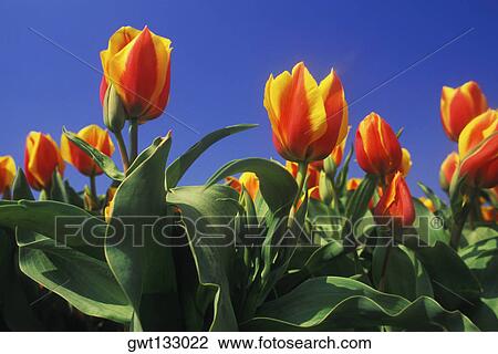 Close-up of flowers in a field, Amsterdam, Netherlands View Large Photo Image Stock Image - Close-up of flowers in a field, Amsterdam, Netherlands. Fotosearch