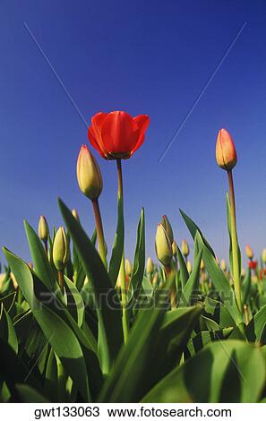 Close-up of flowers in a field, Amsterdam, Netherlands View Large Photo Image Stock Image - Close-up of flowers in a field, Amsterdam, Netherlands. Fotosearch
