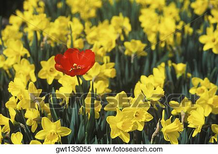 Close-up of flowers in a field, Amsterdam, Netherlands View Large Photo Image Stock Photography - Close-up of flowers in a field, Amsterdam, Netherlands. Fotosearch