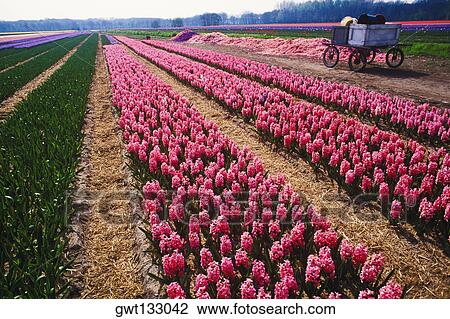 Flowers in a field, Amsterdam, Netherlands View Large Photo Image Stock Image - Flowers in a field, Amsterdam, Netherlands. Fotosearch