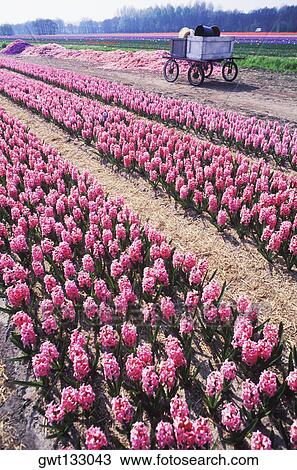 Flowers in a field, Amsterdam, Netherlands View Large Photo Image Stock Image - Flowers in a field, Amsterdam, Netherlands. Fotosearch