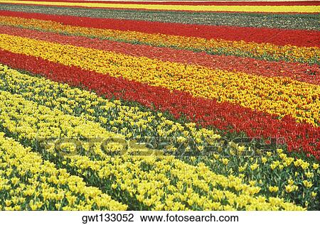 Flowers in a field, Amsterdam, Netherlands View Large Photo Image Stock Image - Flowers in a field, Amsterdam, Netherlands. Fotosearch