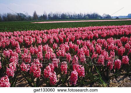 Flowers in a field, Amsterdam, Netherlands View Large Photo Image Stock Image - Flowers in a field, Amsterdam, Netherlands. Fotosearch