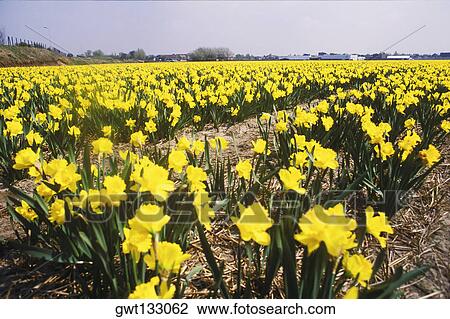 Flowers in a field, Amsterdam, Netherlands View Large Photo Image Stock Image - Flowers in a field, Amsterdam, Netherlands. Fotosearch