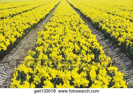 Flowers in a field, Amsterdam, Netherlands View Large Photo Image Stock Photo - Flowers in a field, Amsterdam, Netherlands. Fotosearch