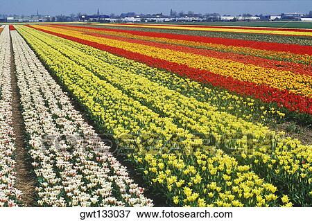 Flowers in a field, Amsterdam, Netherlands View Large Photo Image Stock Photo - Flowers in a field, Amsterdam, Netherlands. Fotosearch