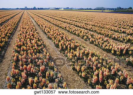 Flowers in a field, Amsterdam, Netherlands View Large Photo Image Stock Photo - Flowers in a field, Amsterdam, Netherlands. Fotosearch
