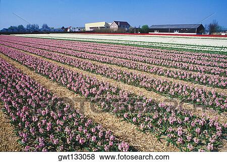 Flowers in a field, Amsterdam, Netherlands View Large Photo Image Stock Photo - Flowers in a field, Amsterdam, Netherlands. Fotosearch