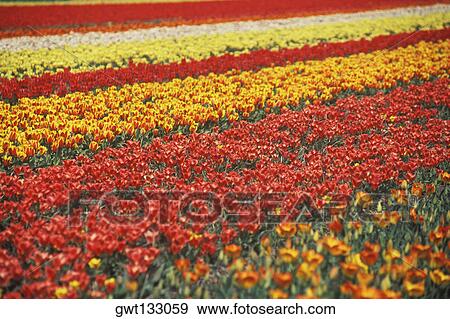 Flowers in a field, Amsterdam, Netherlands View Large Photo Image Stock Photo - Flowers in a field, Amsterdam, Netherlands. Fotosearch