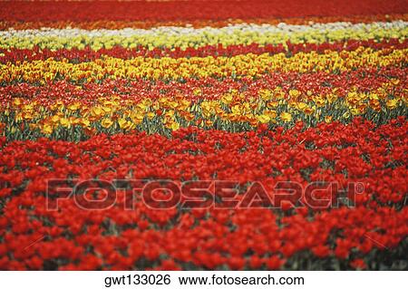 Flowers in a field, Amsterdam, Netherlands View Large Photo Image Stock Photograph - Flowers in a field, Amsterdam, Netherlands. Fotosearch