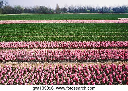 Flowers in a field, Amsterdam, Netherlands View Large Photo Image Stock Photograph - Flowers in a field, Amsterdam, Netherlands. Fotosearch