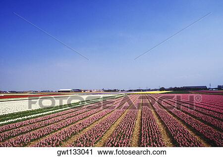 Panoramic view of flowers in a field, Amsterdam, Netherlands View Large Photo Image Stock Image - Panoramic view of flowers in a field, Amsterdam, Netherlands. Fotosearch