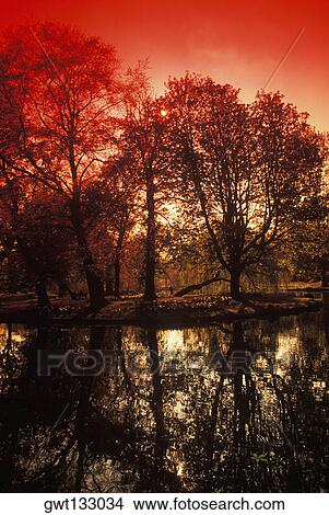 Picture - Reflection of trees in water, Amsterdam, Netherlands. Fotosearch