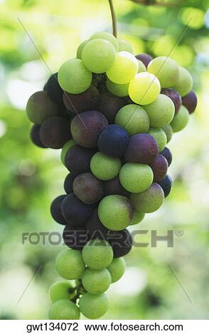 Close-up of grapes, Bali, Indonesia View Large Photo Image Stock Image - Close-up of grapes, Bali, Indonesia. Fotosearch