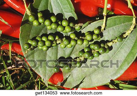Stock Image - Close-up of peppercorns on leaves, Bali, Indonesia. Fotosearch