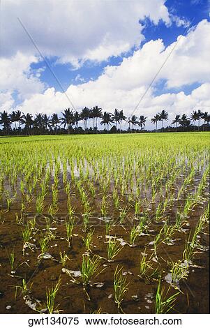 Clouds over a paddy field, Bali, Indonesia View Large Photo Image Stock Photography - Clouds over a paddy field, Bali, Indonesia. Fotosearch