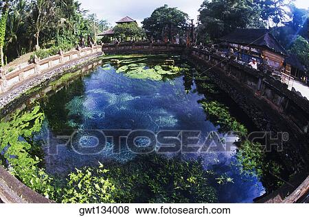 Stock Photo - High angle view of a pond, Bali, Indonesia. Fotosearch