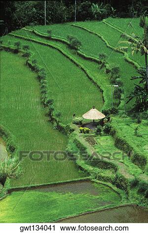 High angle view of a sunshade on a terraced field, Bali, Indonesia View Large Photo Image Stock Image - High angle view of a sunshade on a terraced field, Bali, Indonesia. Fotosearch