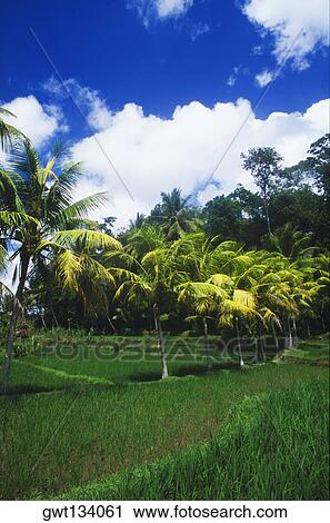 Palm trees in a field, Bali, Indonesia View Large Photo Image Stock Image - Palm trees in a field, Bali, Indonesia. Fotosearch