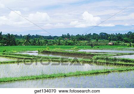 Panoramic view of a rice paddy field, Bali, Indonesia View Large Photo Image Stock Image - Panoramic view of a rice paddy field, Bali, Indonesia. Fotosearch
