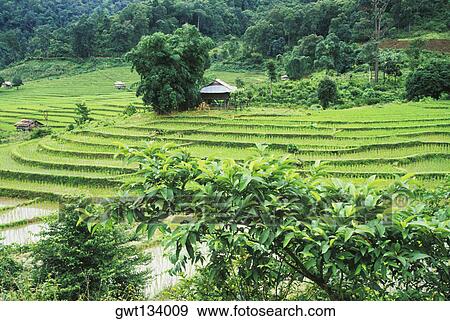 Panoramic view of a rice paddy field, Bali, Indonesia View Large Photo Image Stock Photo - Panoramic view of a rice paddy field, Bali, Indonesia. Fotosearch