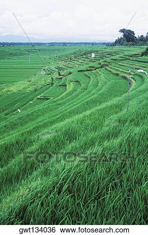Panoramic view of a terraced field, Bali, Indonesia View Large Photo Image Stock Photograph - Panoramic view of a terraced field, Bali, Indonesia. Fotosearch