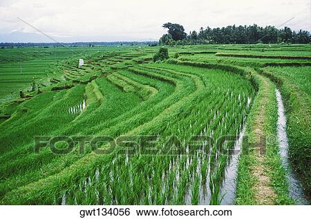 Panoramic view of a terraced field, Bali, Indonesia View Large Photo Image Stock Photograph - Panoramic view of a terraced field, Bali, Indonesia. Fotosearch