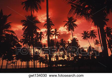 Stock Image - Silhouette of palm trees on the beach, Bali, Indonesia. Fotosearch