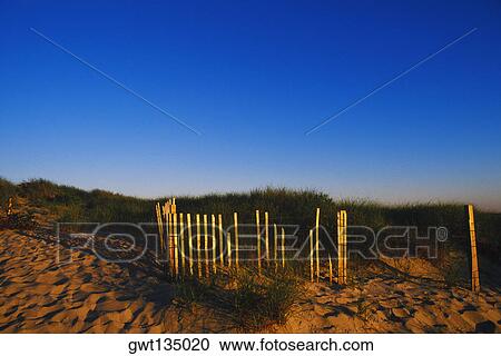 Bamboo sticks on the beach, Cape Cod, Massachusetts, USA View Large Photo Image Stock Image - Bamboo sticks on the beach, Cape Cod, Massachusetts, USA . Fotosearch